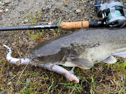 ナマズの釣果