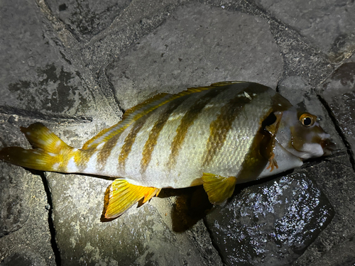 タカノハダイの釣果