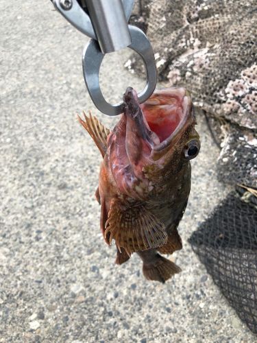 カサゴの釣果