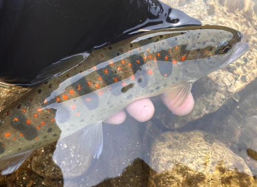 アマゴの釣果