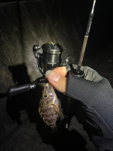 メバルの釣果