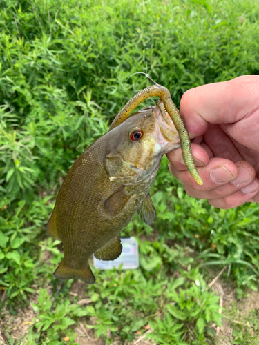 スモールマウスバスの釣果