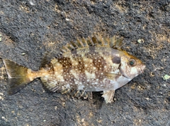 アイゴの釣果