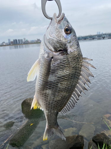 キビレの釣果