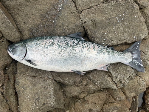 サクラマスの釣果