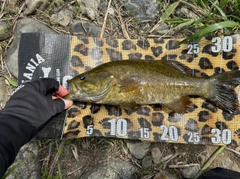 スモールマウスバスの釣果