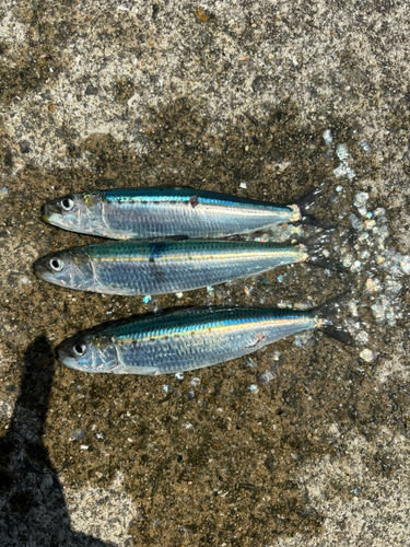 イワシの釣果