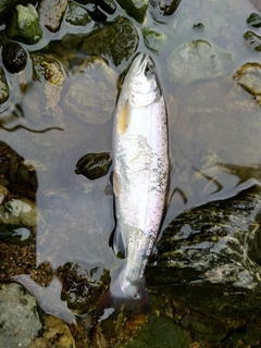 ヤマメの釣果