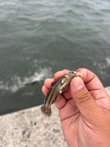 ハゼの釣果