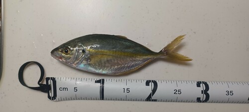 シマアジの釣果