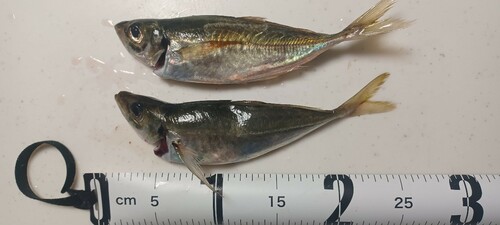 アジの釣果