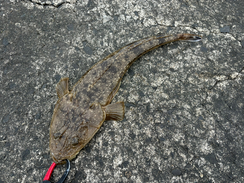 マゴチの釣果