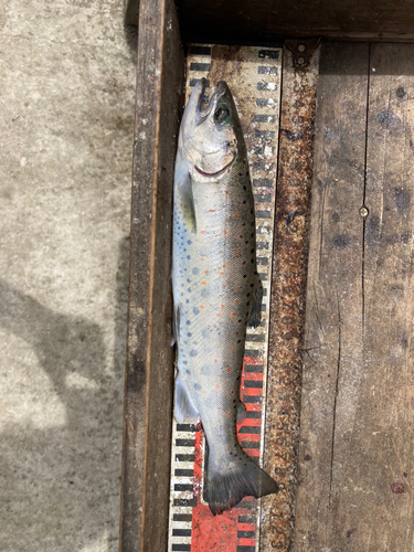 アマゴの釣果