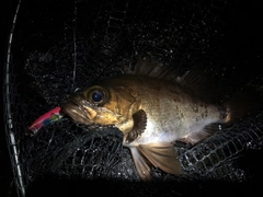 メバルの釣果