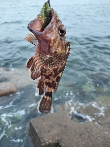 カサゴの釣果