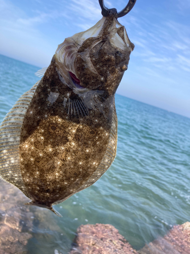 ソゲの釣果