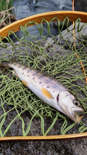 ヤマメの釣果