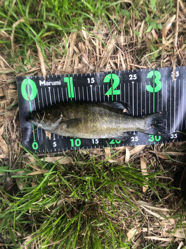 スモールマウスバスの釣果