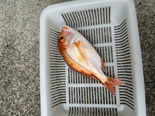 レンコダイの釣果