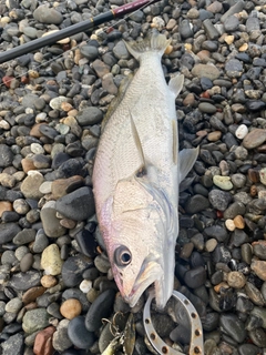 ニベの釣果