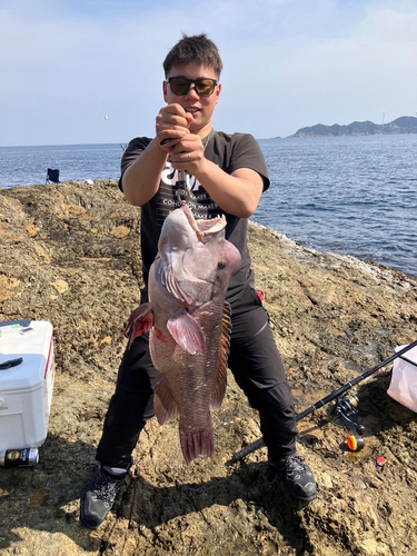 コブダイの釣果