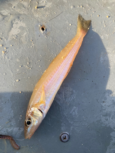 シロギスの釣果