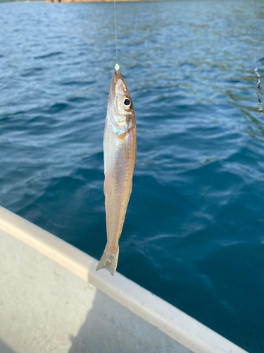 シロギスの釣果