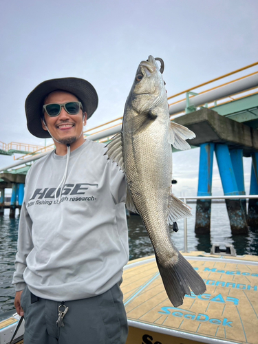 シーバスの釣果