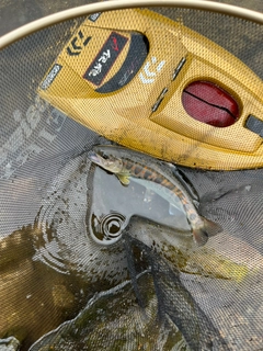 アマゴの釣果