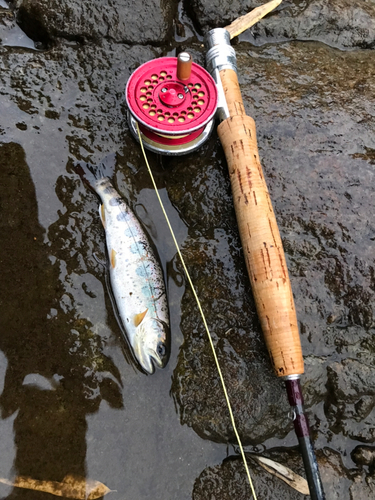 アマゴの釣果