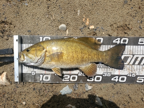 スモールマウスバスの釣果