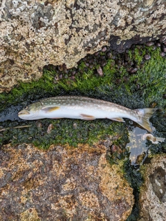 アメマスの釣果