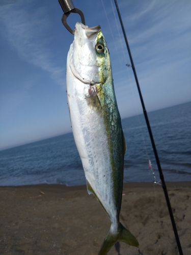 イナダの釣果