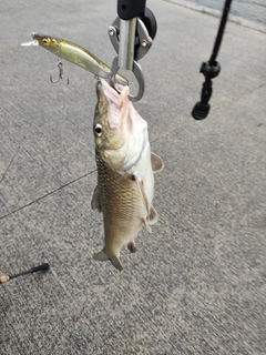 ニゴイの釣果