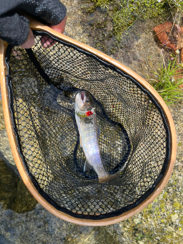 イワナの釣果