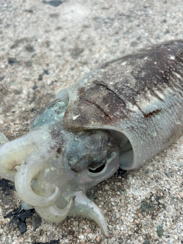 コウイカの釣果