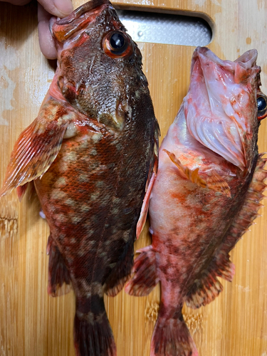 カサゴの釣果