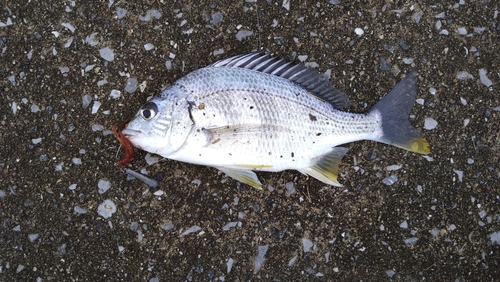 キビレの釣果