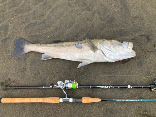 マルスズキの釣果