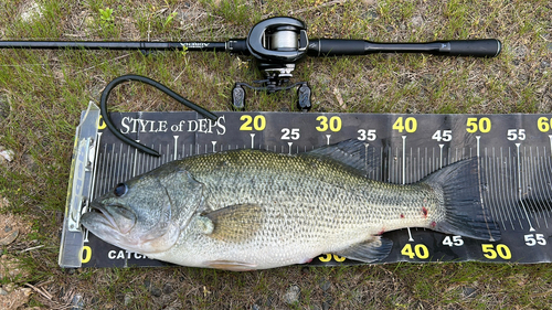 ブラックバスの釣果