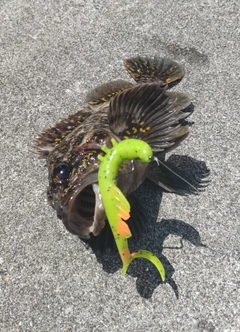 ムラソイの釣果