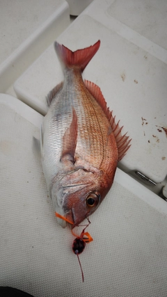 マダイの釣果