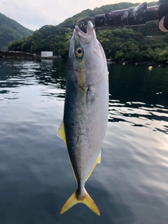 ハマチの釣果