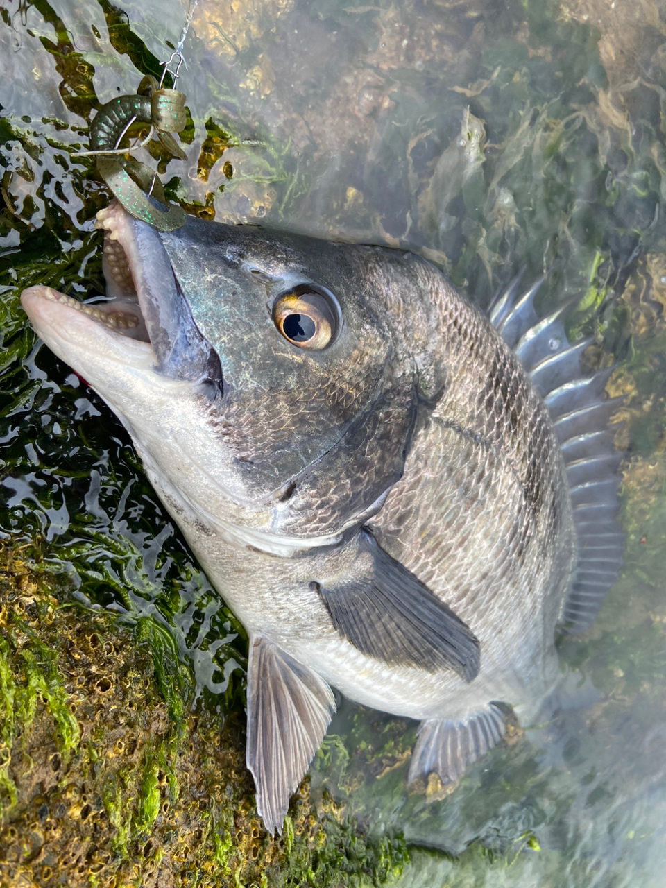 クロダイ