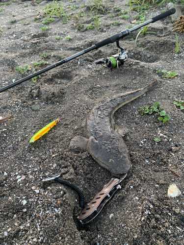 マゴチの釣果