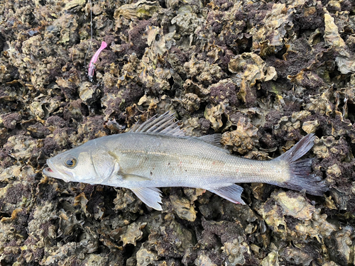 スズキの釣果