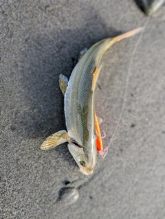 ウグイの釣果