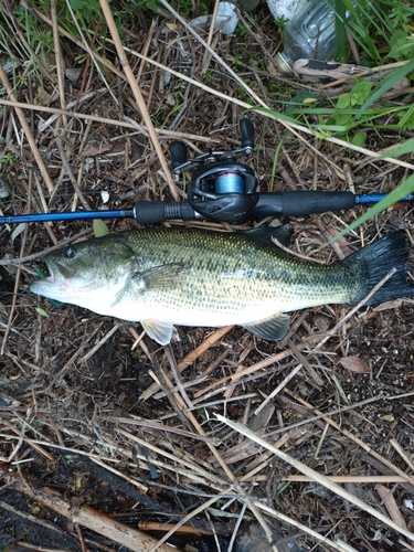 ラージマウスバスの釣果