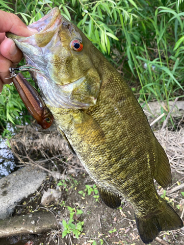 スモールマウスバスの釣果