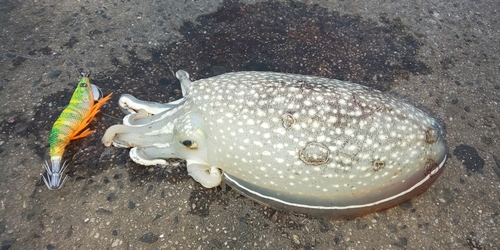 シリヤケイカの釣果